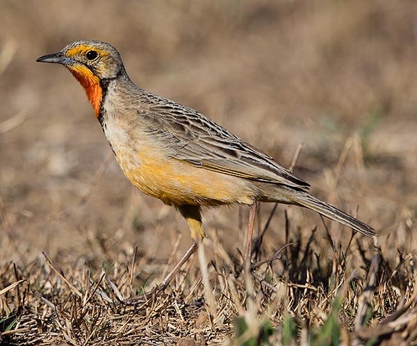 Cape Longclaw